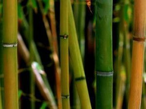 el bambú es rico en silicio