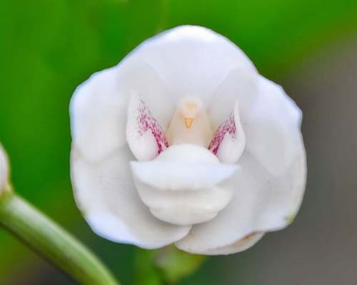 orquidea-paloma